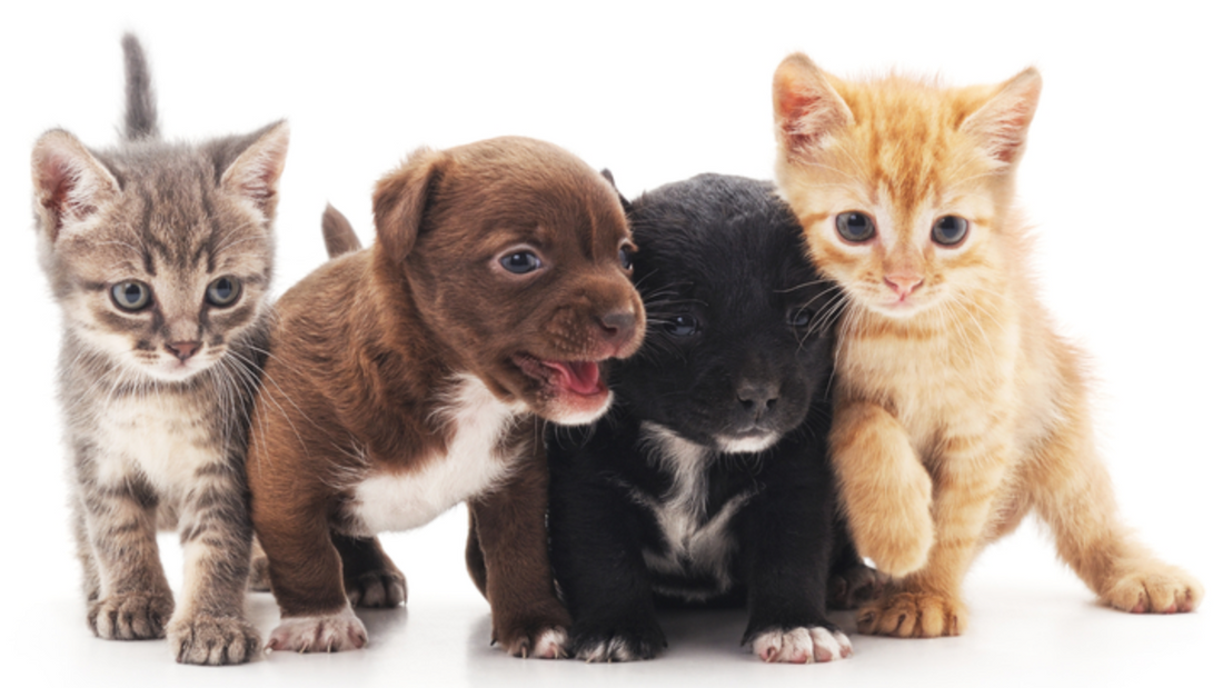 Small Changes That Make A Big Impact For Animal Rights